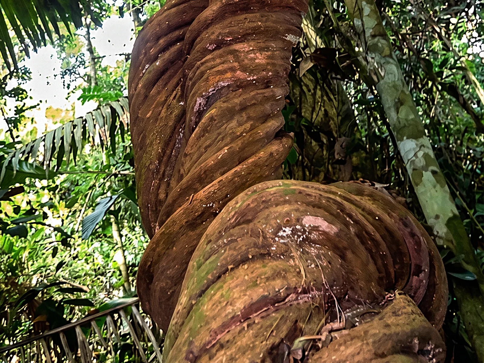 Aya plant ingredients