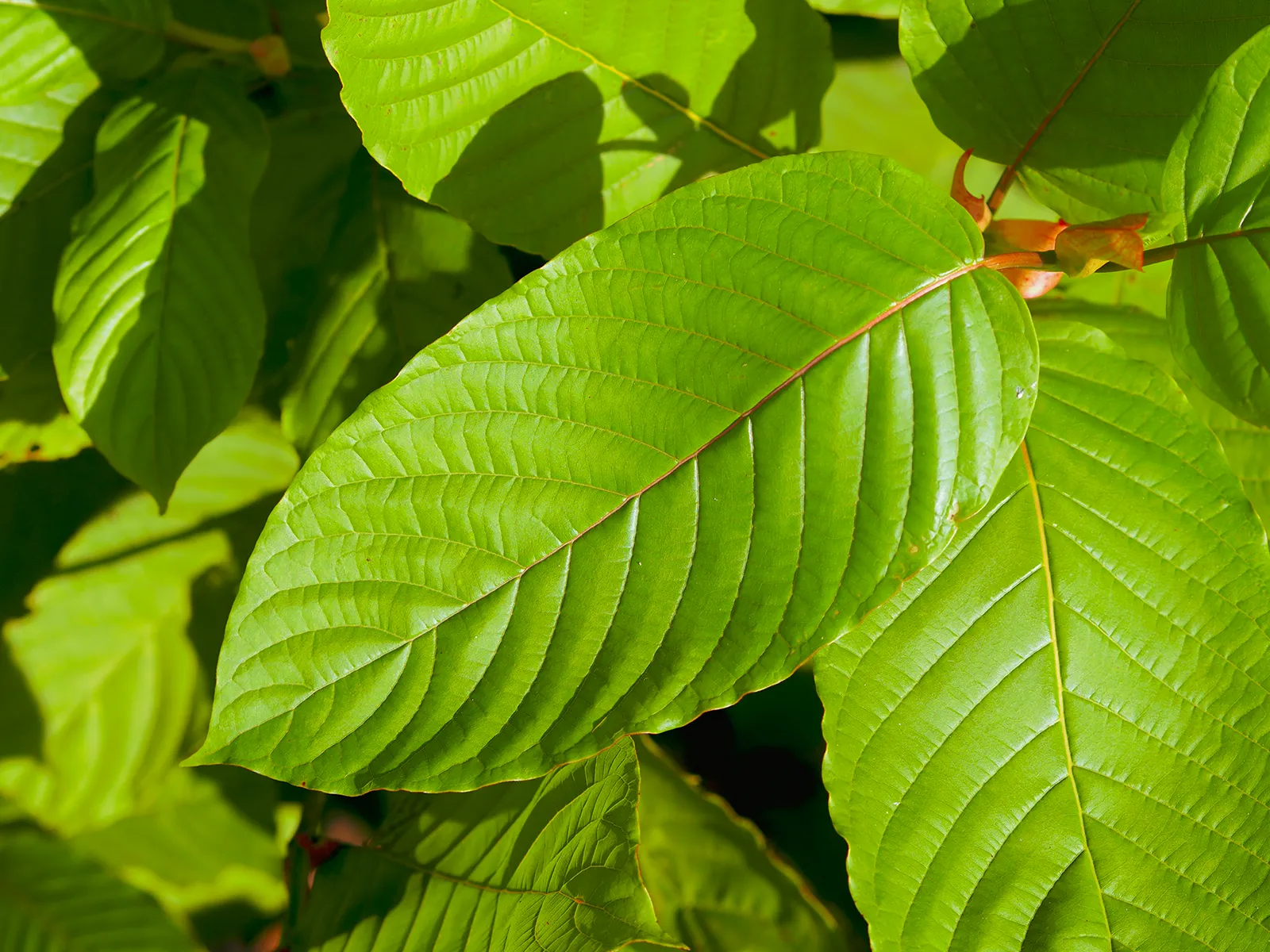 Kratom leaves